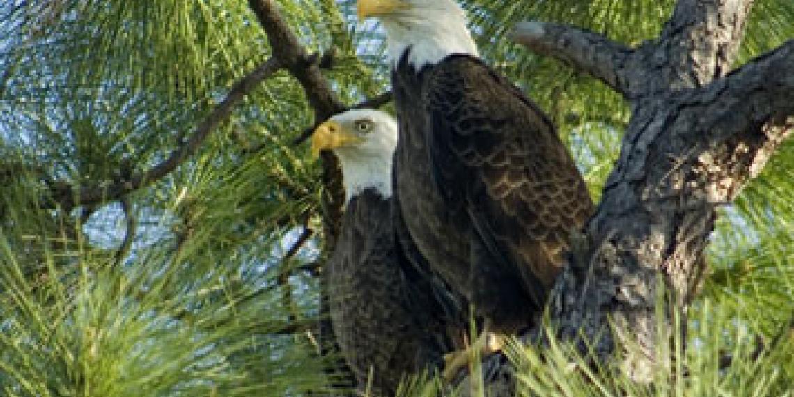Two eagles in a tree