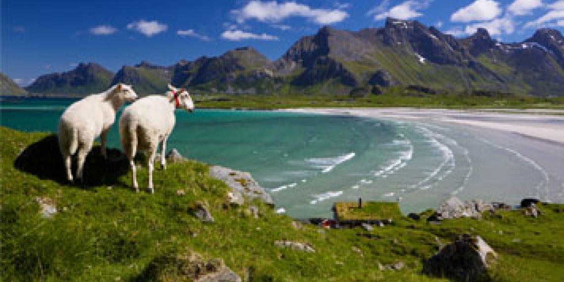 Sheep on Lofoten in Norway